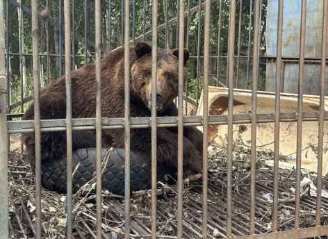 ​Медведь Балу, ты едешь домой!